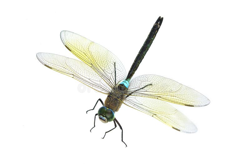 Libélula imagenes de archivo