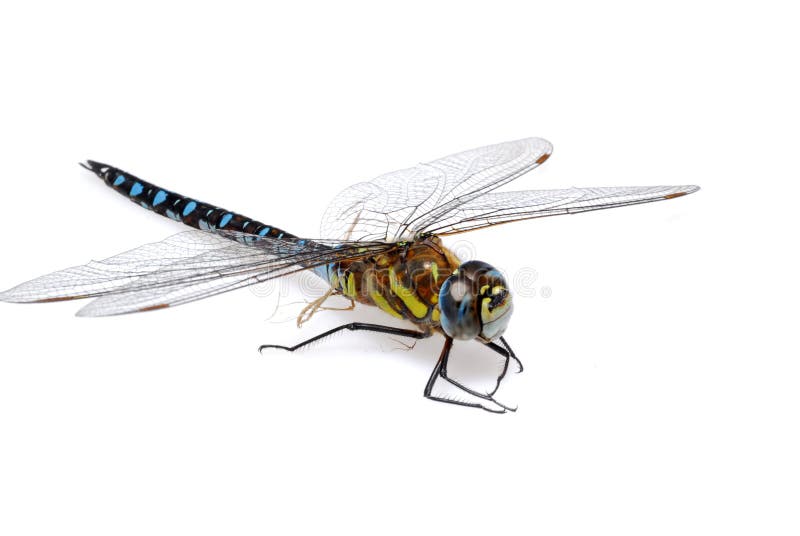 Libélula imagen de archivo