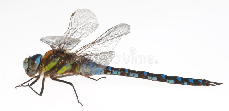 Libélula fotografía de archivo libre de regalías