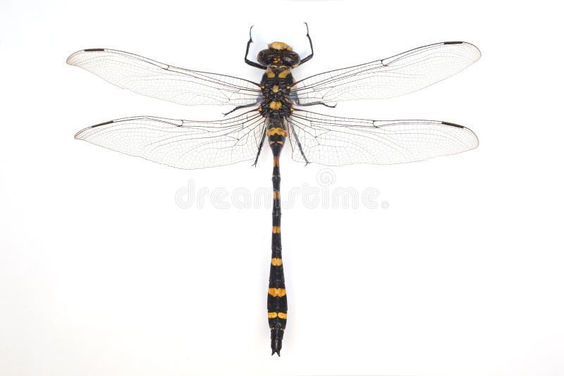 Libélula fotografía de archivo