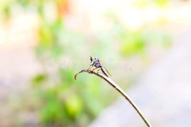 Libélula foto de archivo