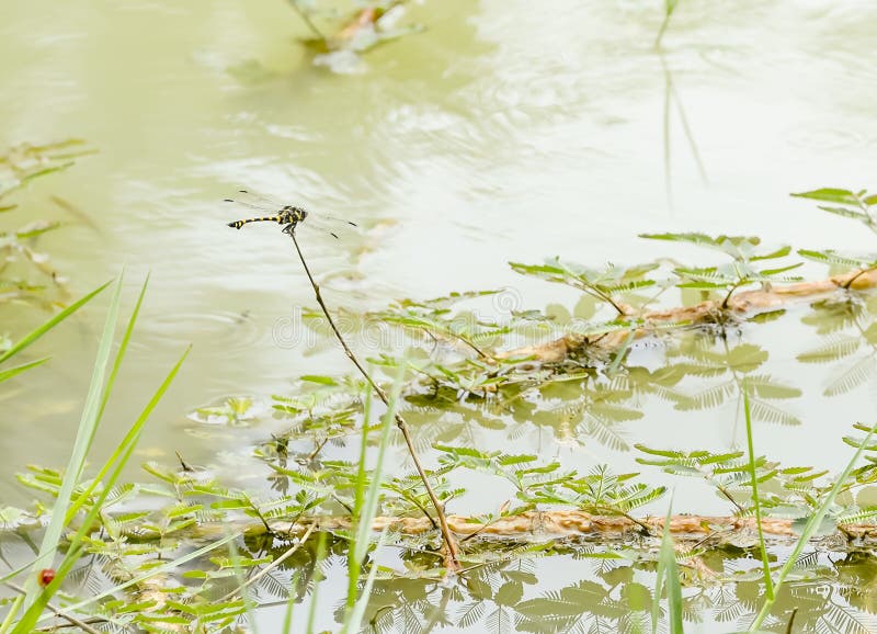 Libélula imagen de archivo libre de regalías