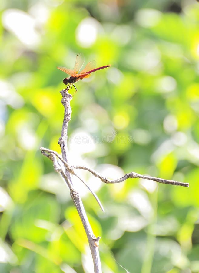 Libélula foto de archivo libre de regalías