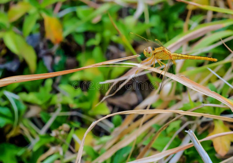Libélula fotografía de archivo libre de regalías