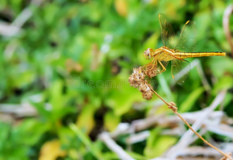 Libélula fotografía de archivo libre de regalías