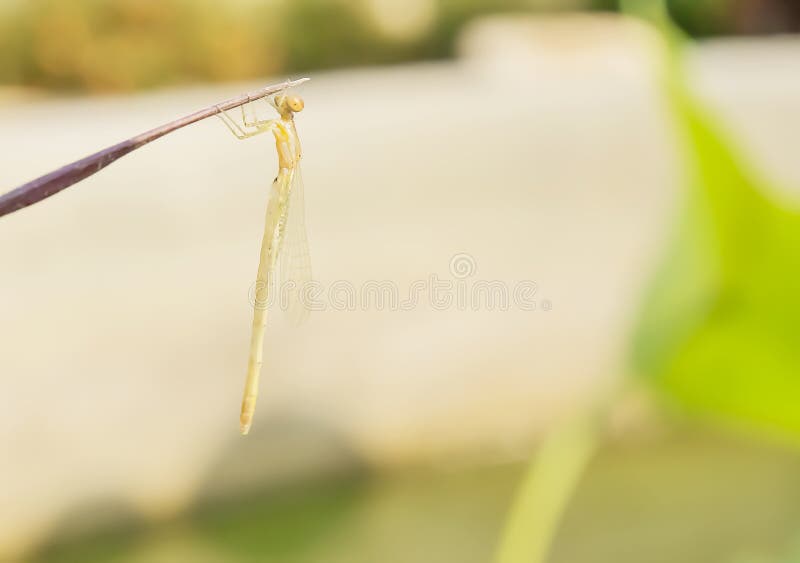 Libélula fotos de archivo