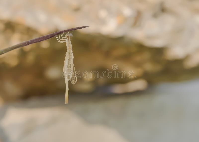 Libélula foto de archivo libre de regalías