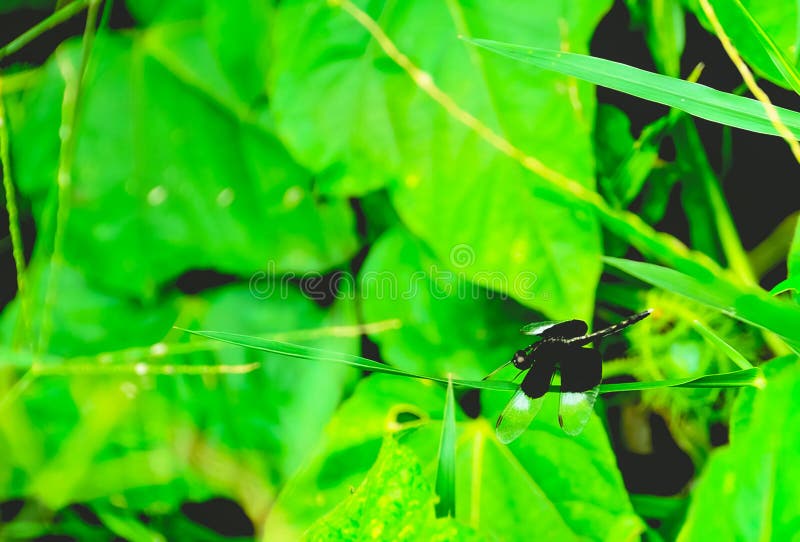Libélula fotografía de archivo libre de regalías
