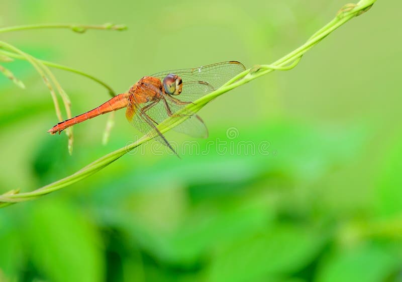 Libélula imagen de archivo libre de regalías
