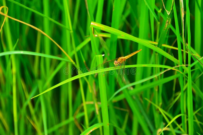 Libélula imágenes de archivo libres de regalías