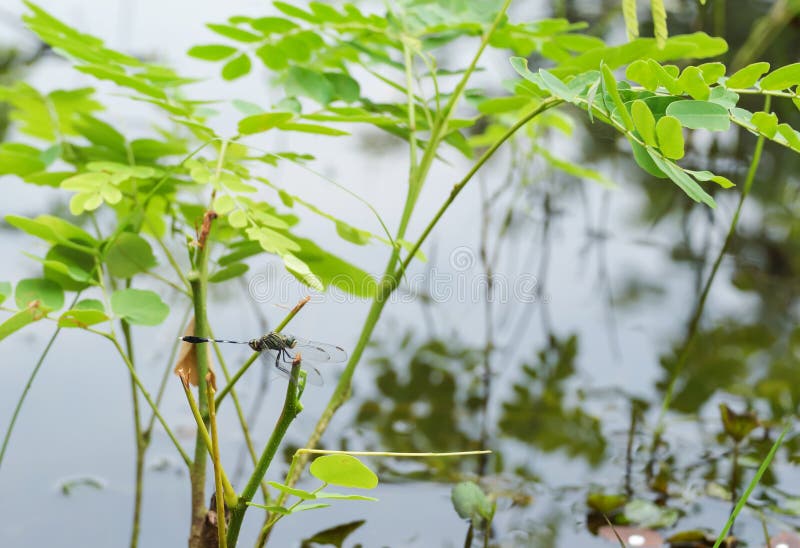 Libélula fotos de archivo libres de regalías