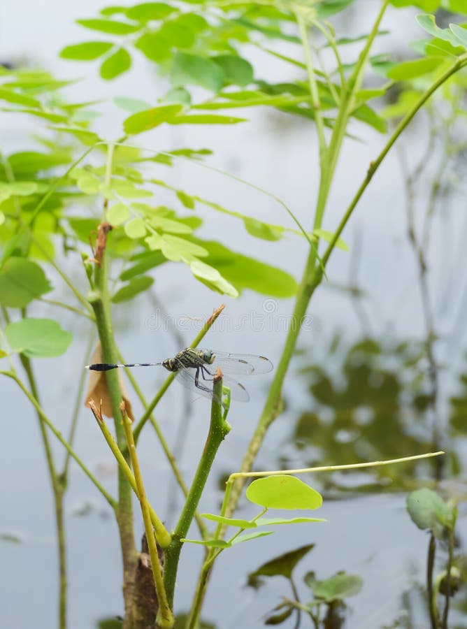 Libélula imagen de archivo