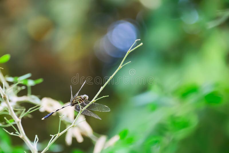 Libélula fotos de archivo