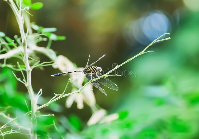 Libélula foto de archivo libre de regalías