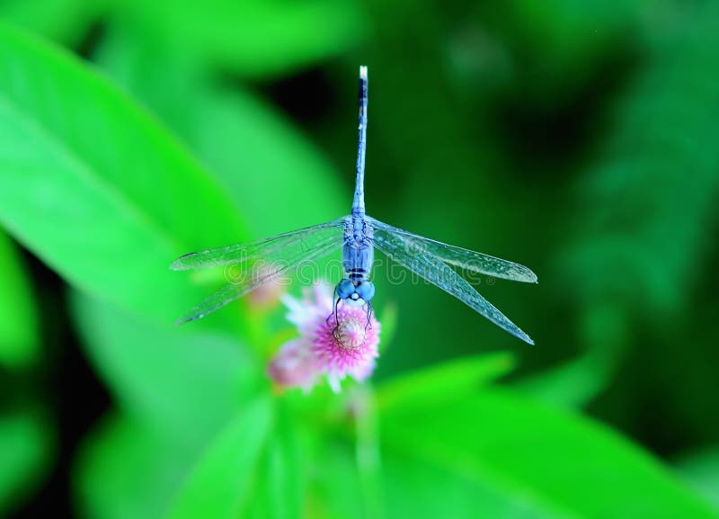 Libélula fotos de archivo libres de regalías