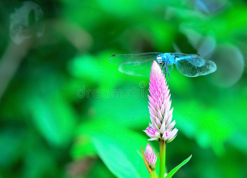 Libélula imagen de archivo
