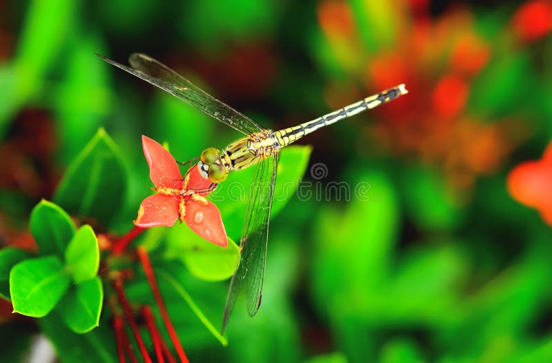Libélula fotografía de archivo