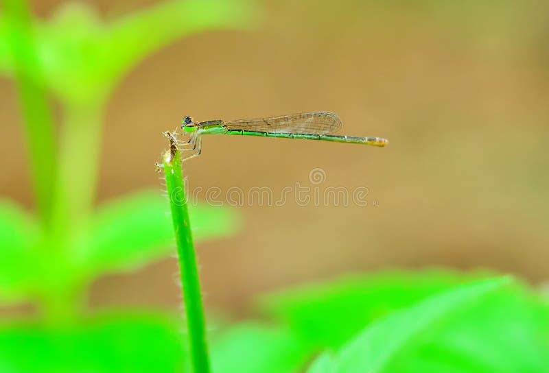 Libélula imágenes de archivo libres de regalías