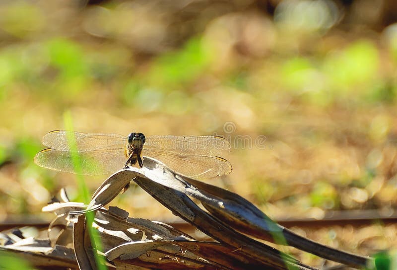 Libélula foto de archivo