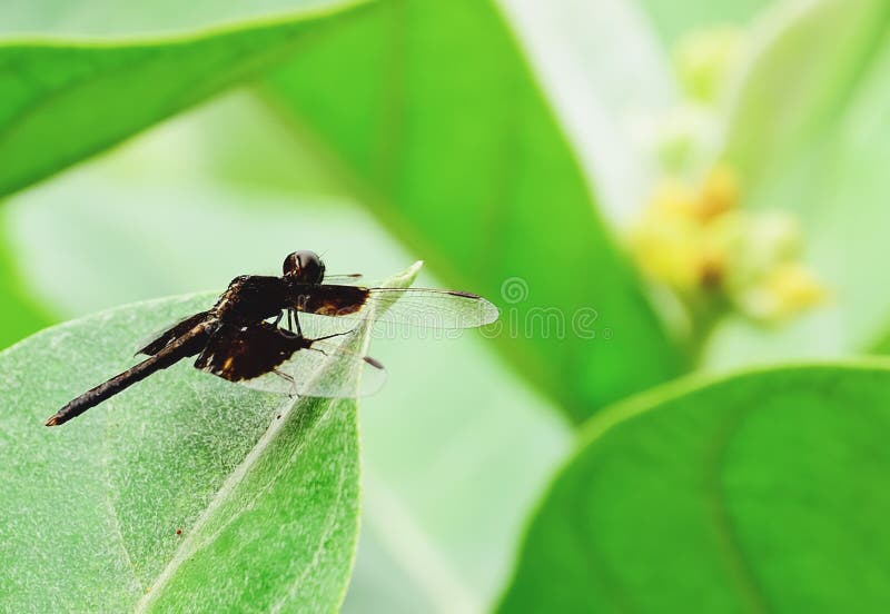 Libélula fotos de archivo