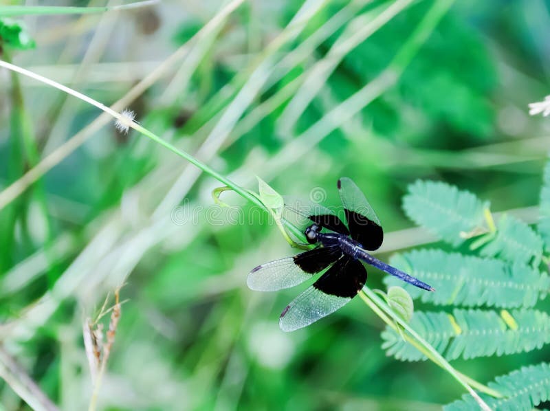 Libélula fotografía de archivo