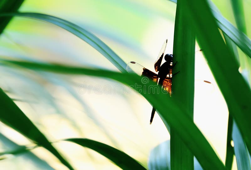 Libélula foto de archivo libre de regalías