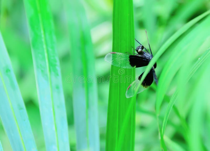 Libélula imagen de archivo libre de regalías