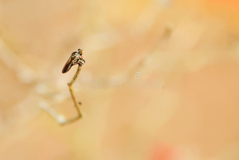 Libélula imagen de archivo libre de regalías