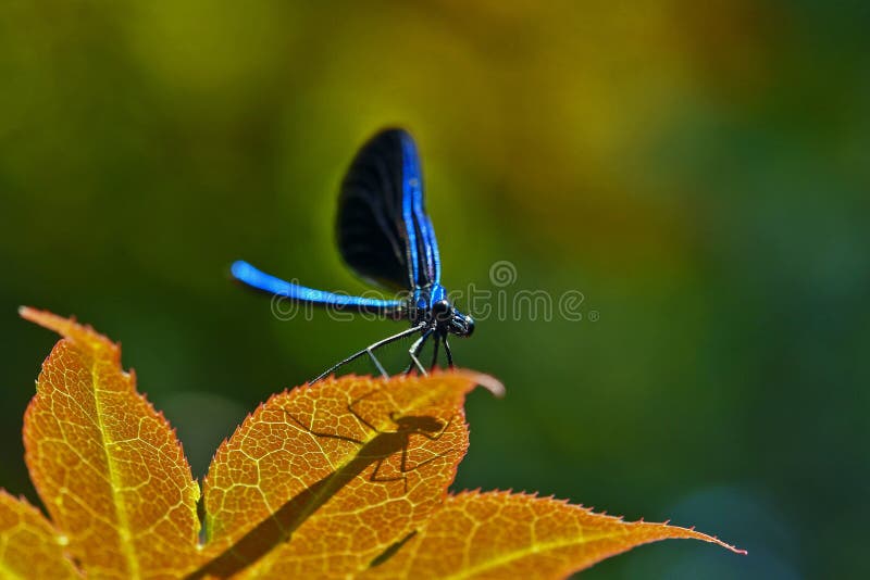 Libélula azul imagen de archivo