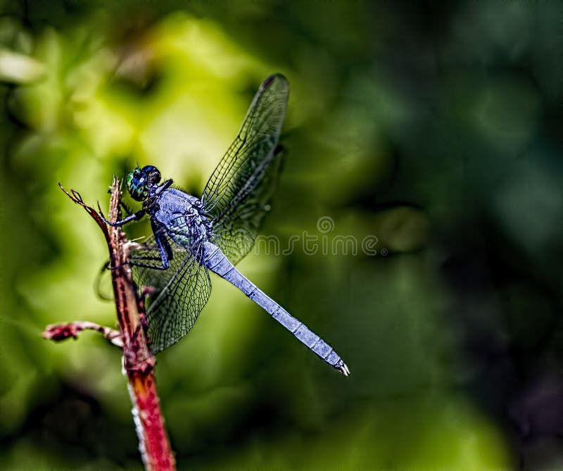 Libélula azul de Dasher Longipennis de Pachydiplak fotos de archivo libres de regalías Libélula azul de Dasher Longipennis de Pachydiplak fotos de archivo libres de regalías