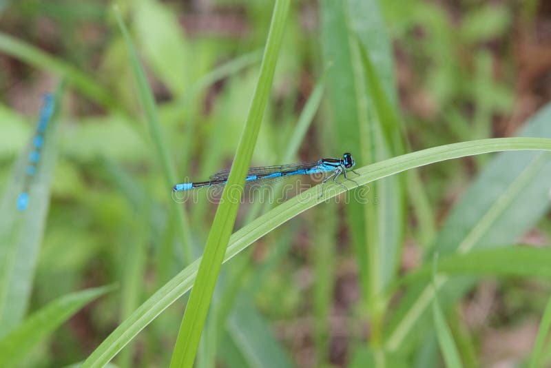 Libélula azul del cuerpo en la cuchilla de la hierba verde en un fondo verde borroso imagenes de archivo Libélula azul del cuerpo en la cuchilla de la hierba verde en un fondo verde borroso imagenes de archivo