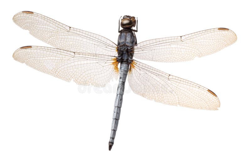 Libélula del insecto imagen de archivo libre de regalías Libélula del insecto imagen de archivo libre de regalías