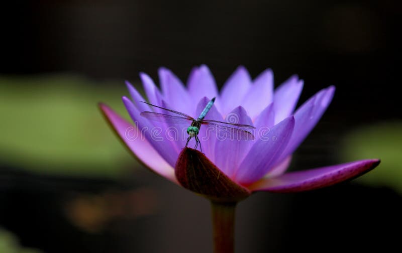 Libélula sobre nenúfar fotografía de archivo