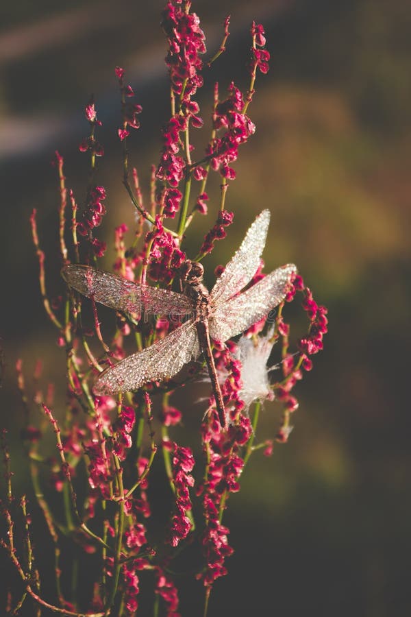 Libélula grande hermosa con los descensos del rocío de la mañana que se sientan en una flor teñido mate fotos de archivo Libélula grande hermosa con los descensos del rocío de la mañana que se sientan en una flor teñido mate fotos de archivo
