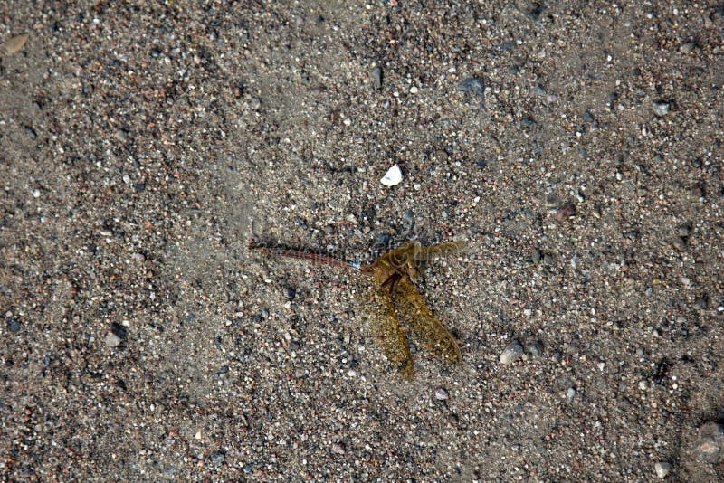 Libélula inoperante na areia foto de stock Libélula inoperante na areia foto de stock
