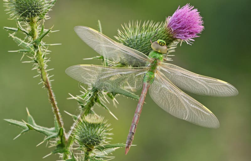 Libélula Darner Verde imagen de archivo
