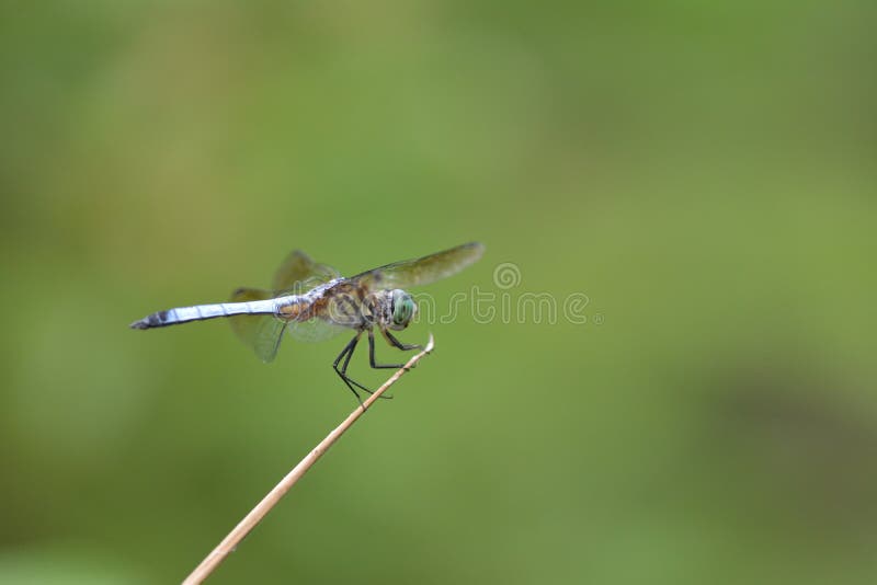 Libélula na lâmina de grama foto de stock
