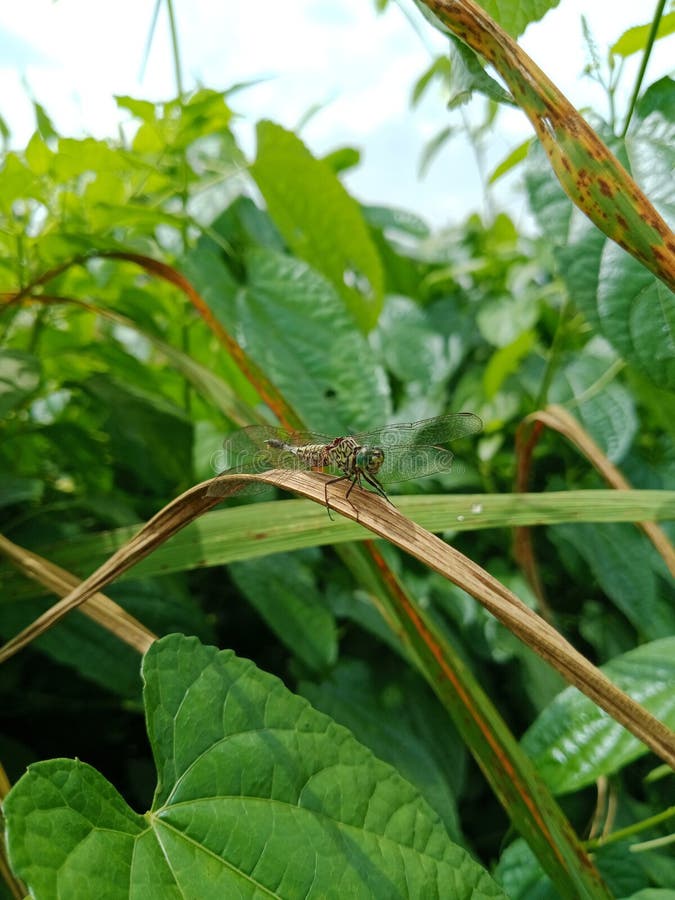 Libélula pousada numa folha de relva seca foto de stock royalty free
