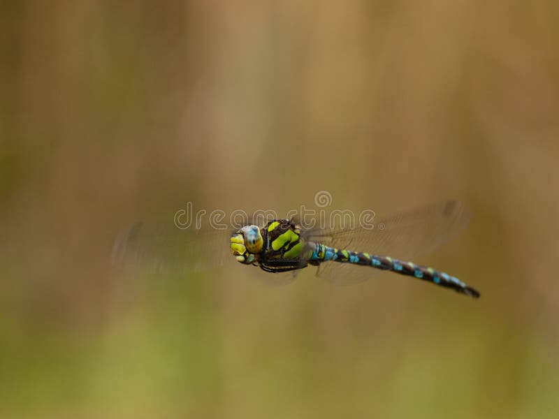 Libélula que vuela - cyanea azul de Aeshna del vendedor ambulante imagen de archivo libre de regalías Libélula que vuela - cyanea azul de Aeshna del vendedor ambulante imagen de archivo libre de regalías