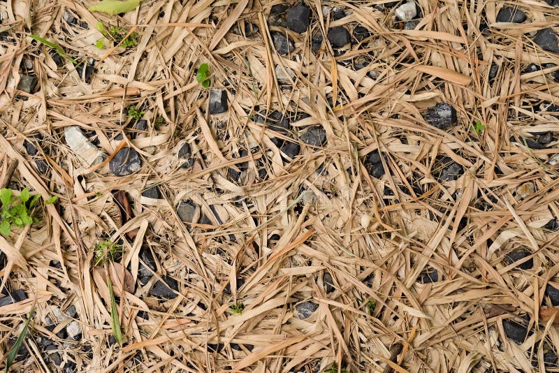 Licencia de bambú secada con el pequeño guijarro imagen de archivo libre de regalías