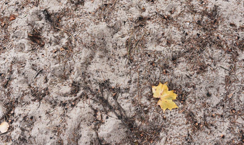 Licencia de otoño amarilla en la textura blanca de la arena imagenes de archivo Licencia de otoño amarilla en la textura blanca de la arena imagenes de archivo