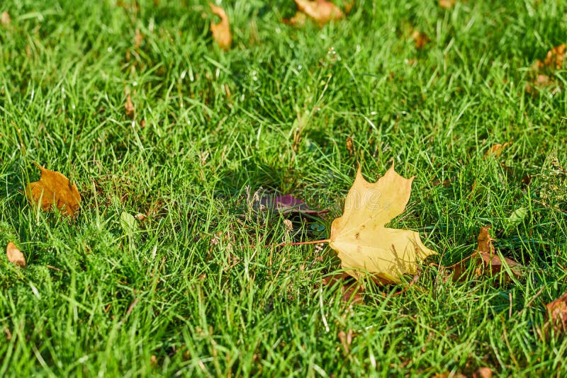 Licença de outono amarela em uma grama verde imagem de stock