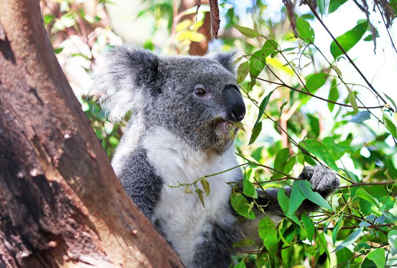 Licença nova do eucalipto comer da coala em uma árvore