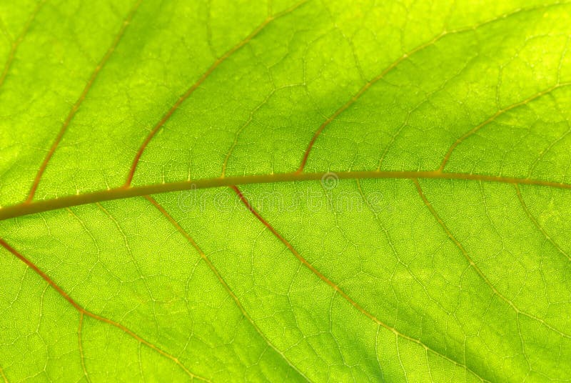 Licença verde imagens de stock royalty free Licença verde imagens de stock royalty free