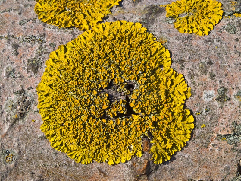 Lichen on bark