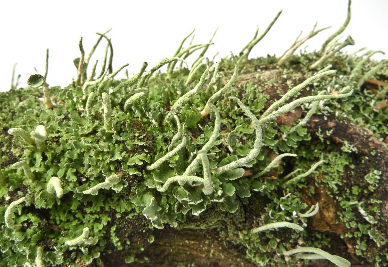 Lichen cladonia