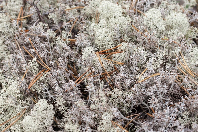 Lichen - Cladonia Rangiferina. Stock Photo - Image of white, reindeer ...