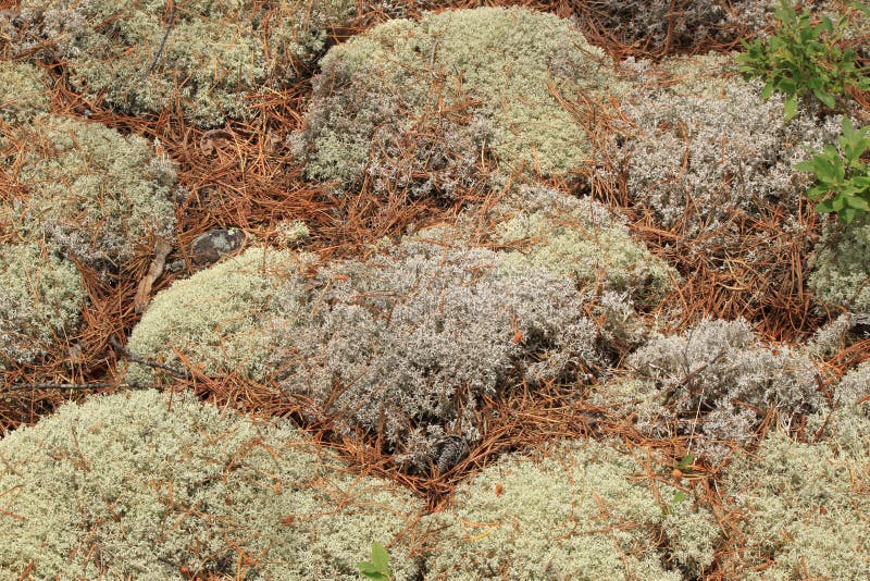 Lichen Cover in a Forest. Georgian Bay, Ontario, Canada Stock Photo ...