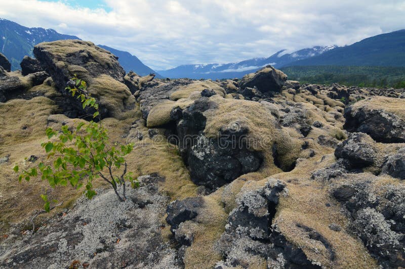 Lichen covered rocks in Nisga`a Memorial Lava Bed, British Columbia, Canada