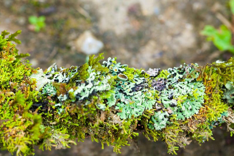 Lichen dampness